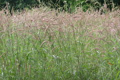 Pennisetum polystachion